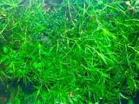 Najas guadalupensis - łatwa roślina akwariowa