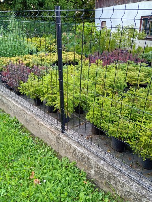 Sadzonki  jodeł - daglezji w doniczkach wys -50 - 70 cm i większe