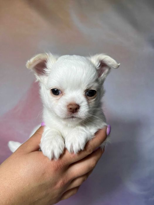 Chilli biała suczka długowłosa Chihuahua szczeniak