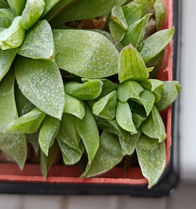 Хавортія сукулент Haw. turgida var. suberecta (f. pallidifolia) дітка