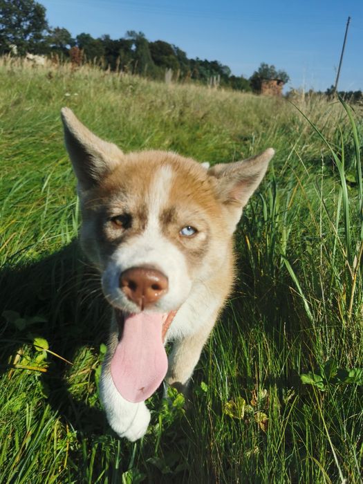 Unikat Siberian Husky Syberian Brązowo-biała suczka