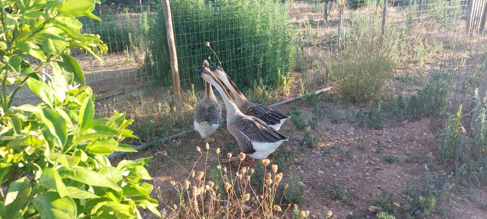 Vendo trio de gansos sinaleiros de barbela 2024