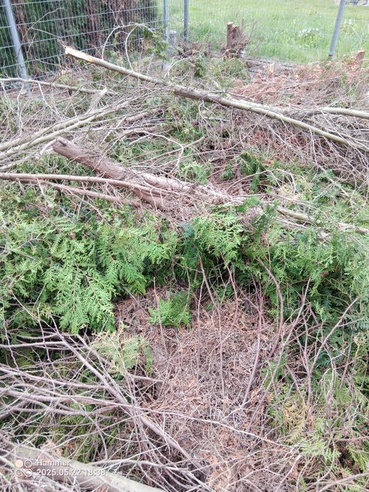 Ścięte tuje za darmo