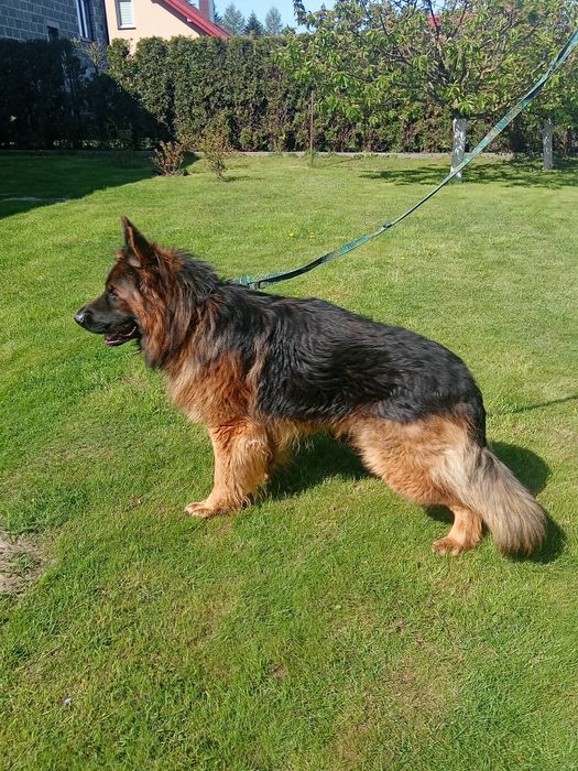 Owczarek niemiecki pies