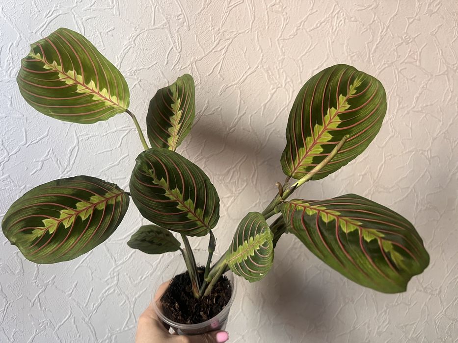 Драцена санрайз шлюмберга фікус сансевієрія маранта і