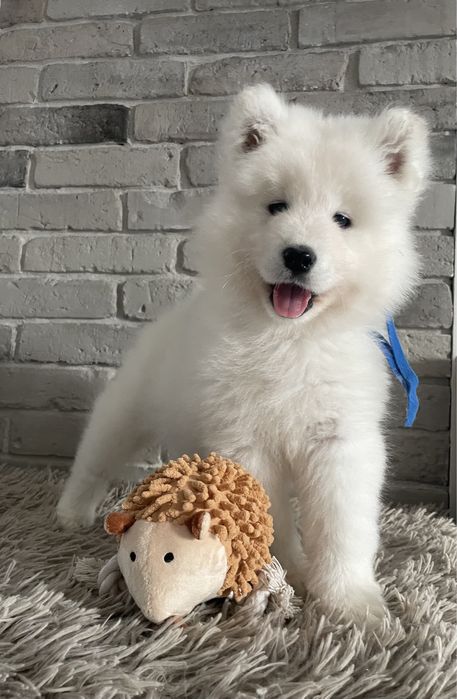 Piesek samoyed, szczenię.