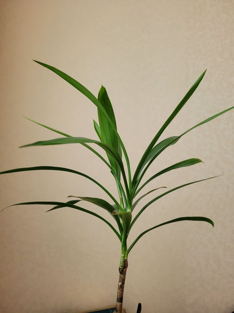 Продам растение пальма вазон. 50см высота
