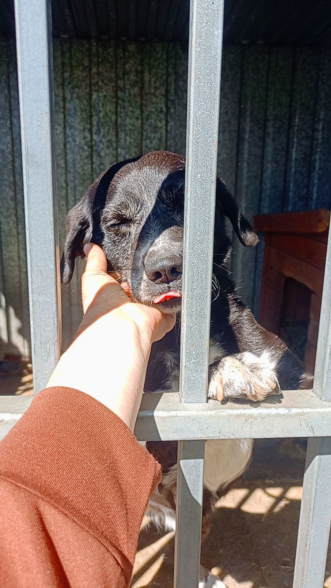 Loko- starszy, ale jeszcze pełen werwy, pies do adopcji