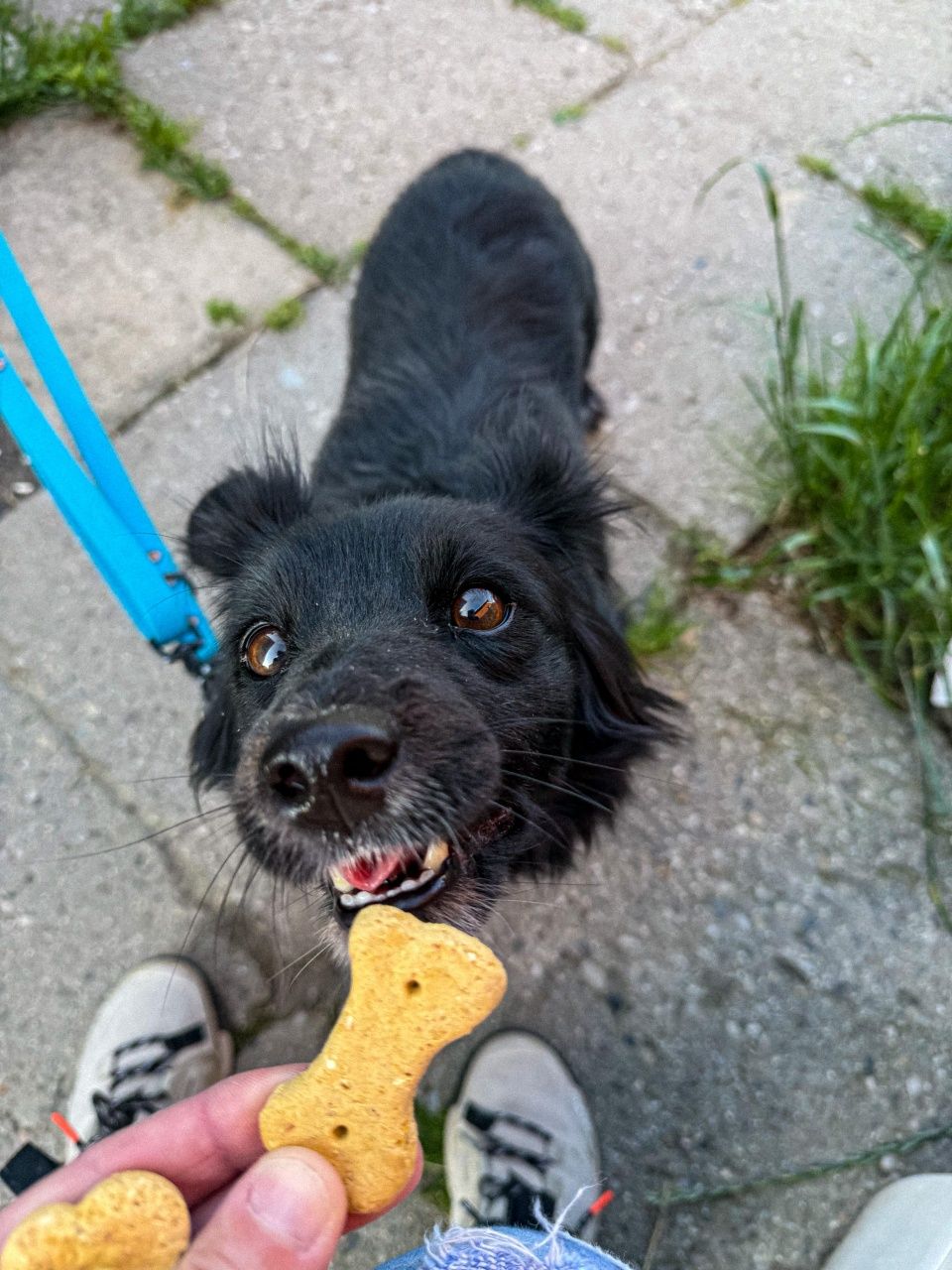 Piękna Misia do adopcji