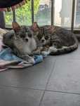 Fiona i Śnieżka - kotki do adopcji