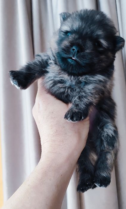 Ростуть малюки- продаж