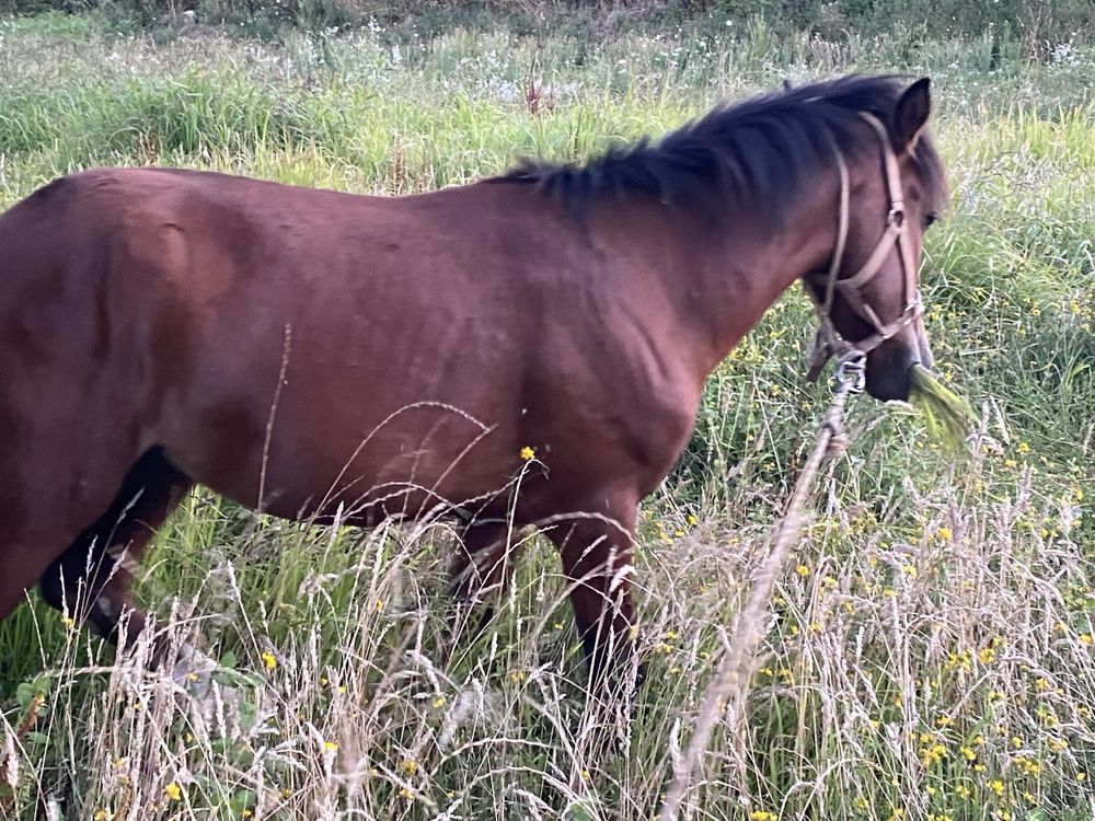 Disponivel cavalo