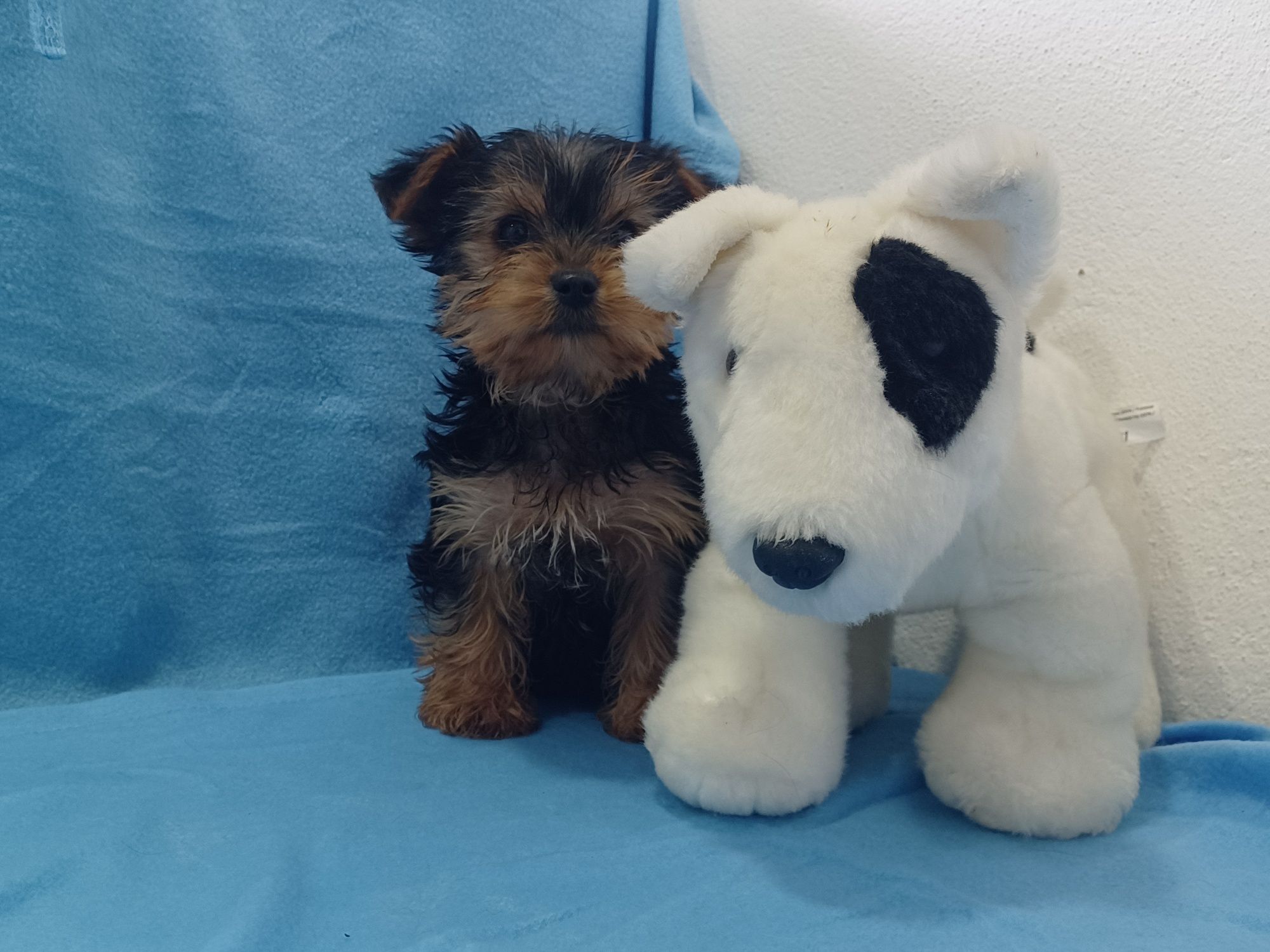 Magnífico Cachorro Yorkshire Terrier Bebé