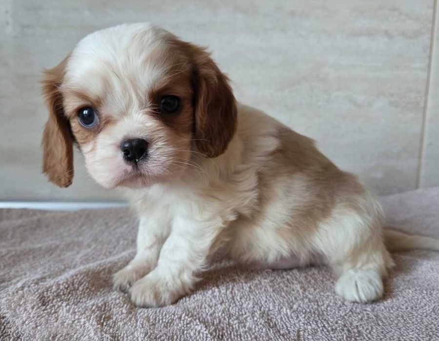 Cavalier King Charles Spaniel piesek blenheim gotowy do odbioru
