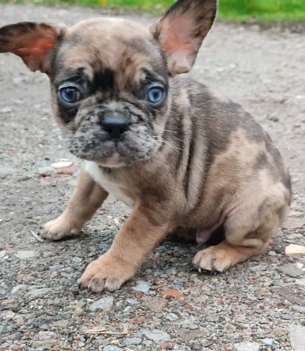 Красавчик мерле с голубыми глазами