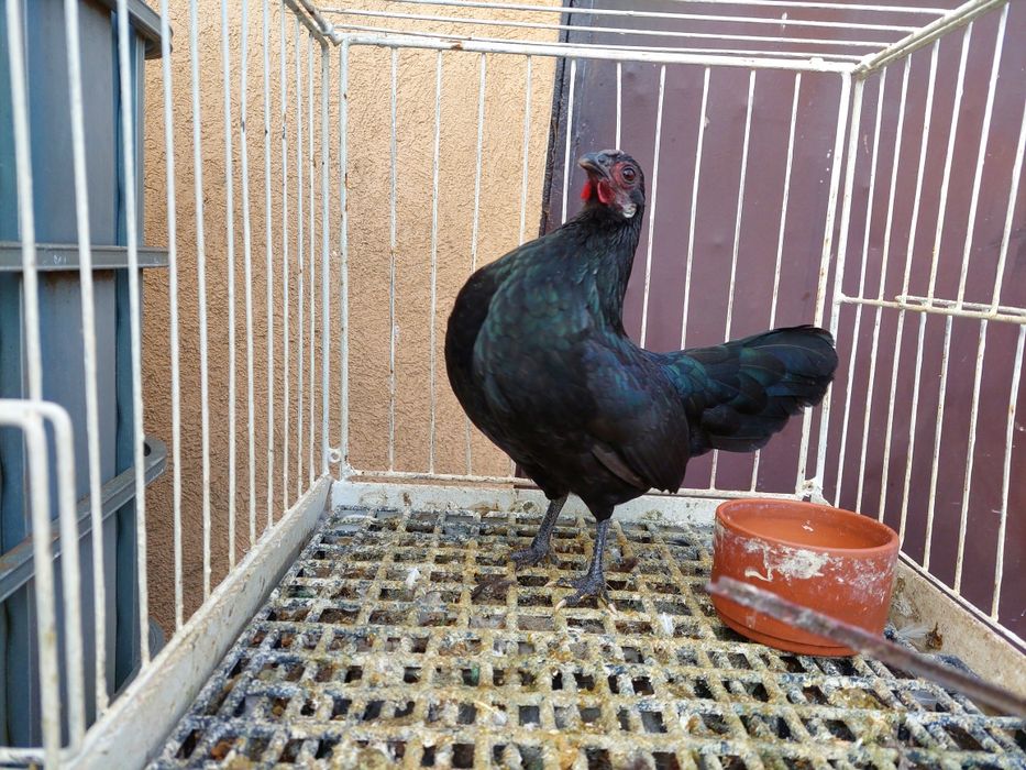 Kurka rasy bantamka ,z tego roku