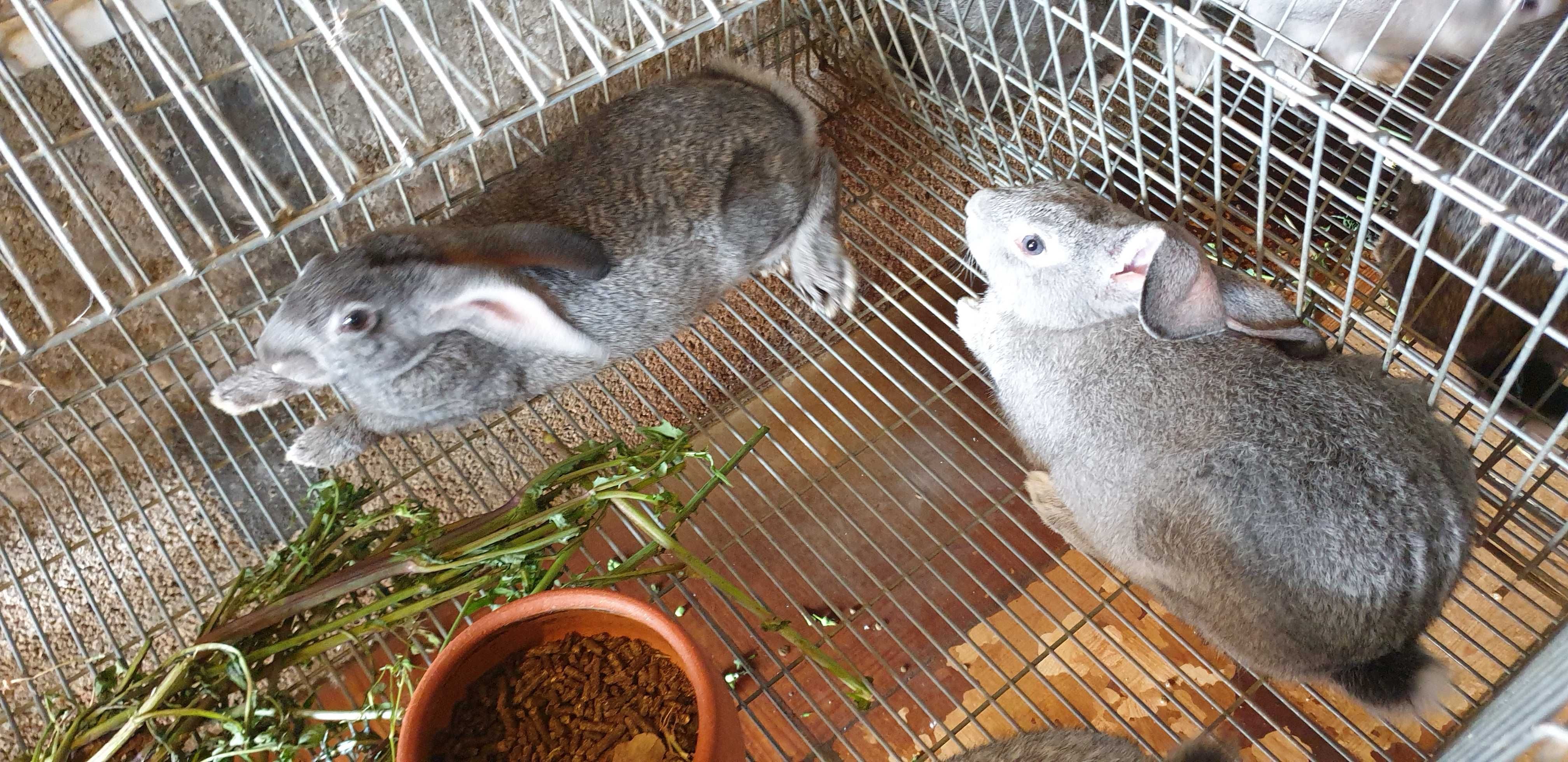 Coelhos Caseiros