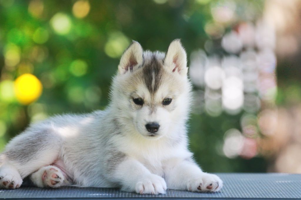 Siberian Husky FCI ZKwP