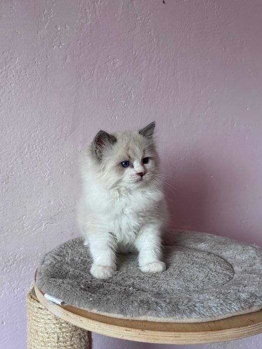 Kociaki ragdollki