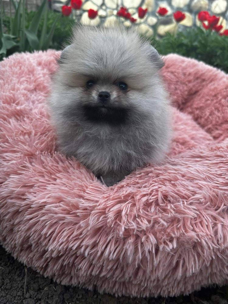 Pomeranian Szpic Miniaturowy sunia FCI