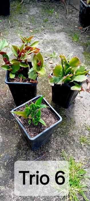 Trio de suculentas em vaso