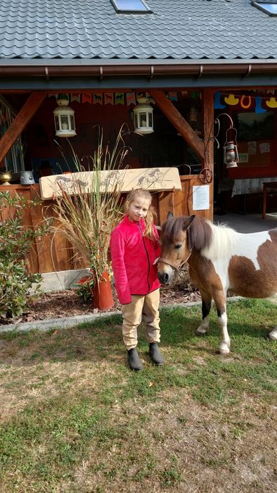 Sprzedam klacz kucyka