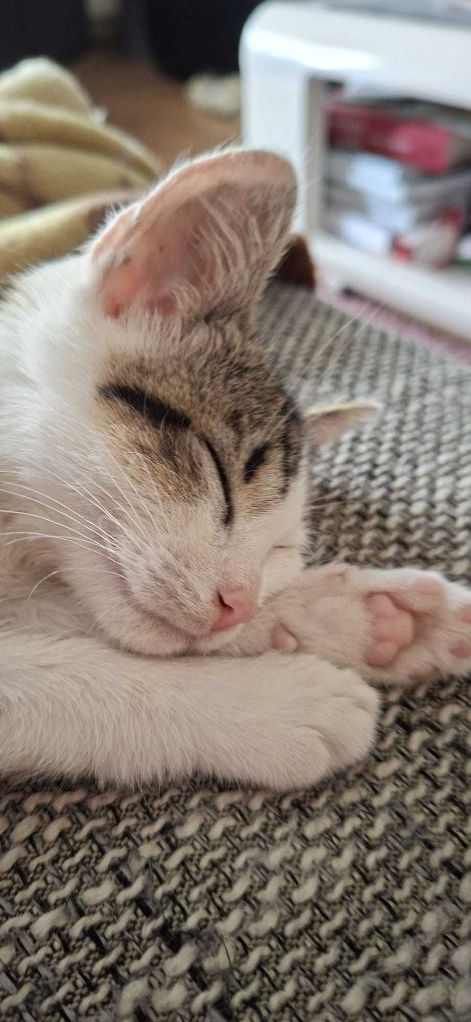 Kicia do adopcji (możliwość dowozu)