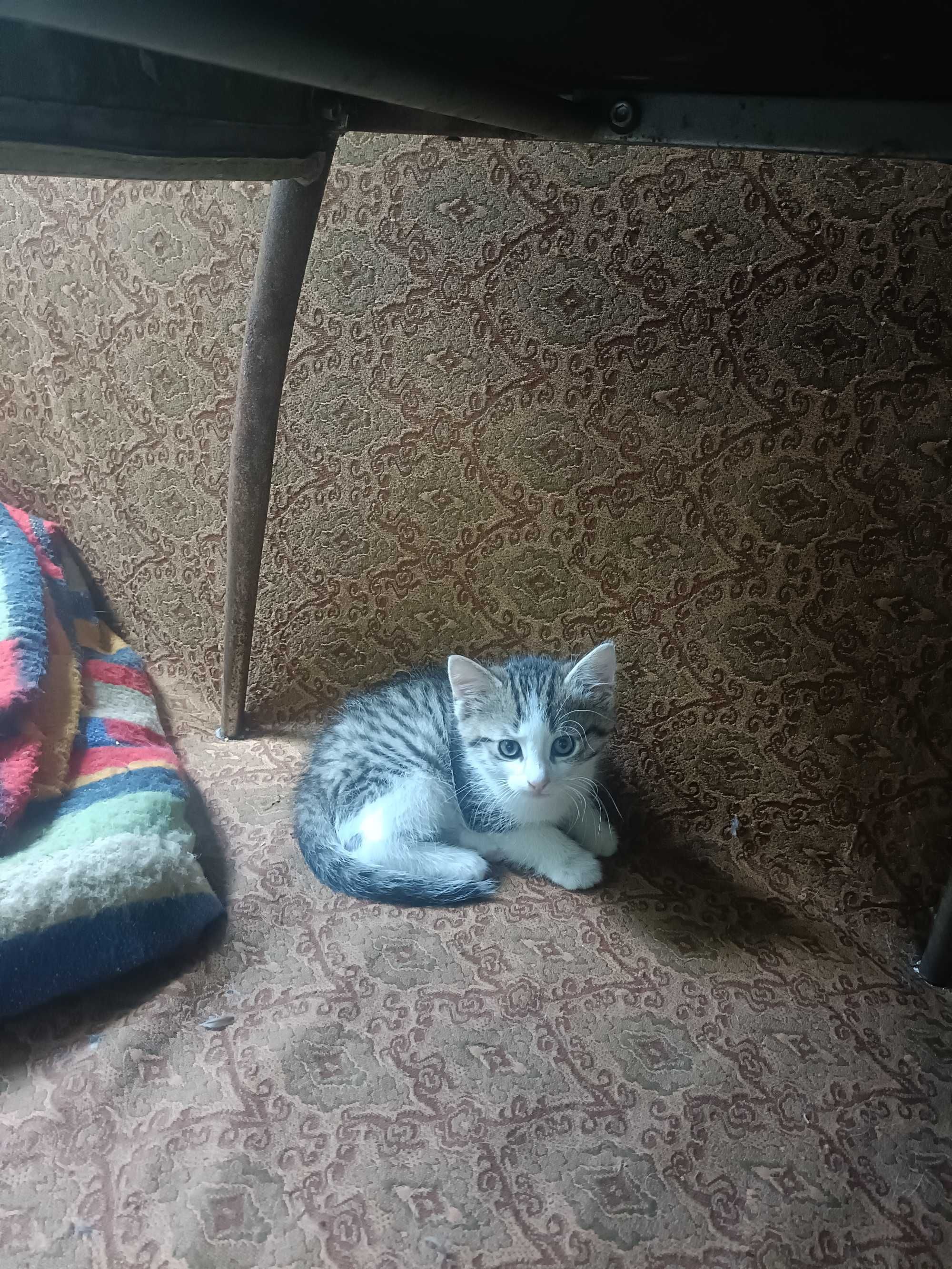 Kotek do adopcji