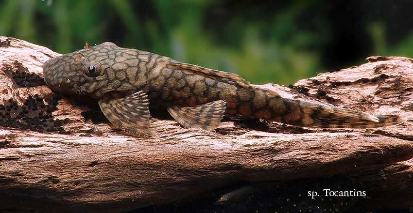 ZBROJNIK: Ancistrus sp. Rio Tocantins