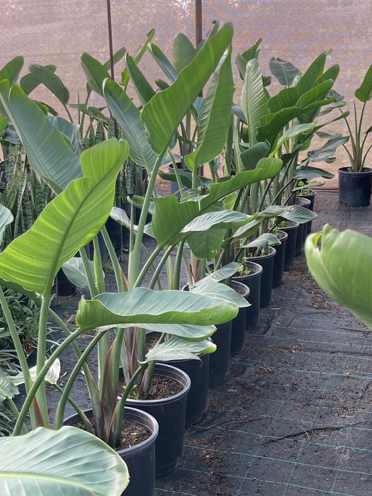 Estrelicia augusta/ estrelicia gigante