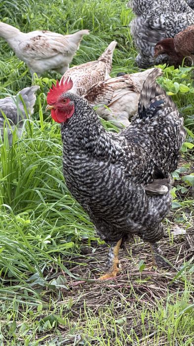 Galos de raça de galinha Malines
