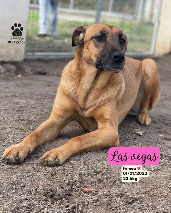 Cadela para adoção( las vegas )