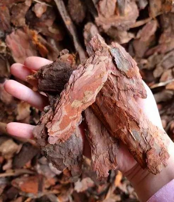Kora sosnowa gruba, średnia I drobna