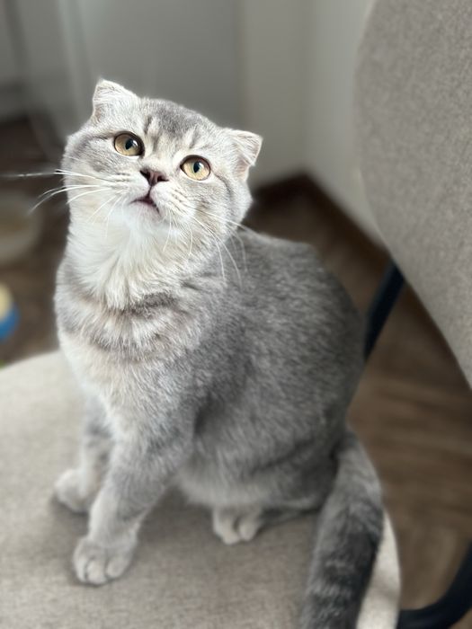 Весловуха дівчинка шотландська