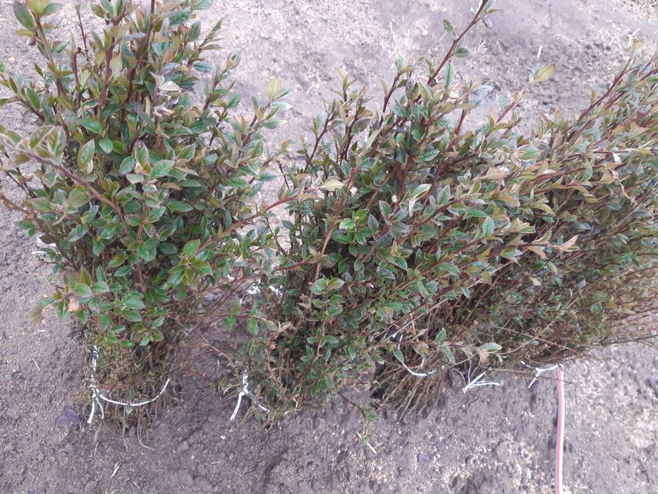 Żywopłot  irga liguster