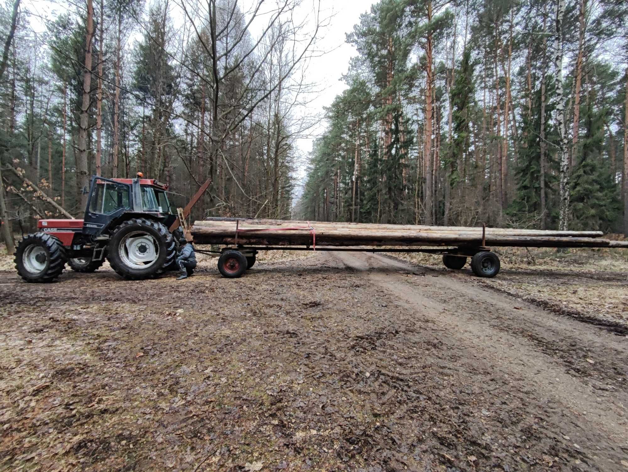 Wycinka drzew czyszczenie działek z samosiejek