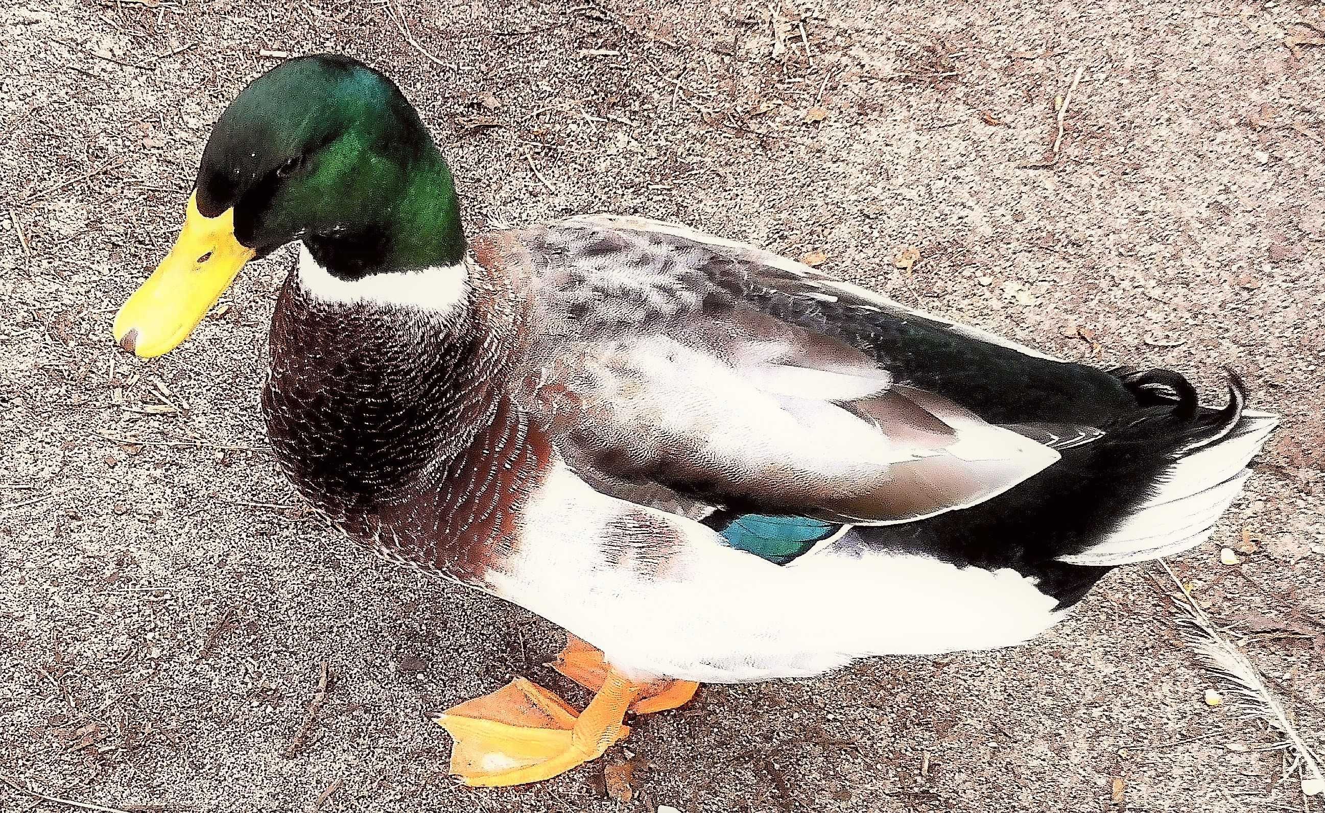 Patos Rouen macho