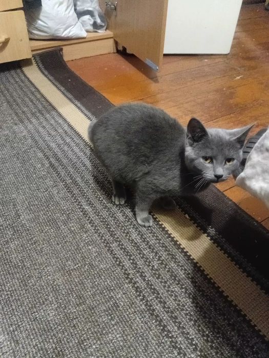 Віддам безкоштовно британську короткошерсту кицю