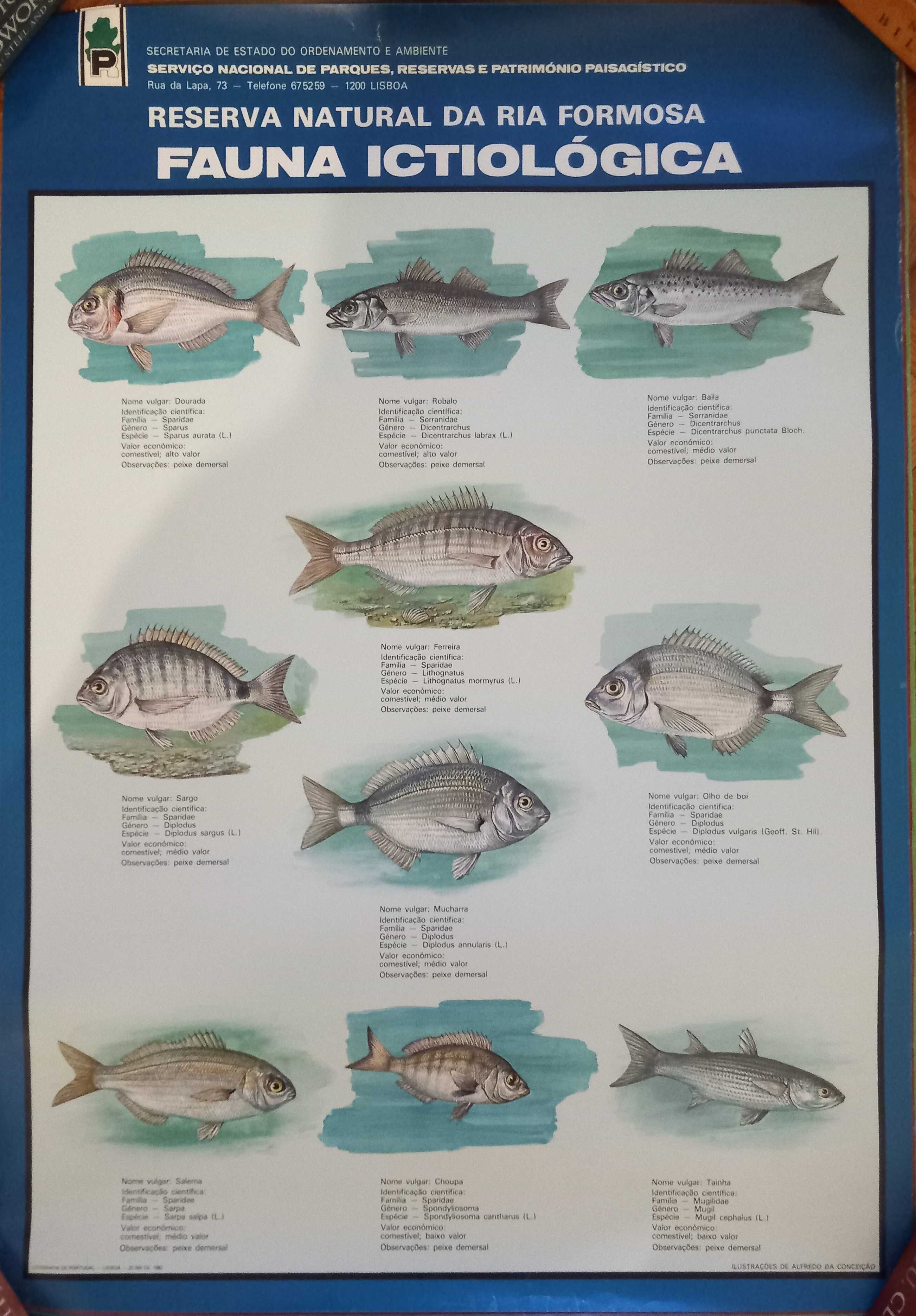 Posters da Reserva Natural da Ria Formosa