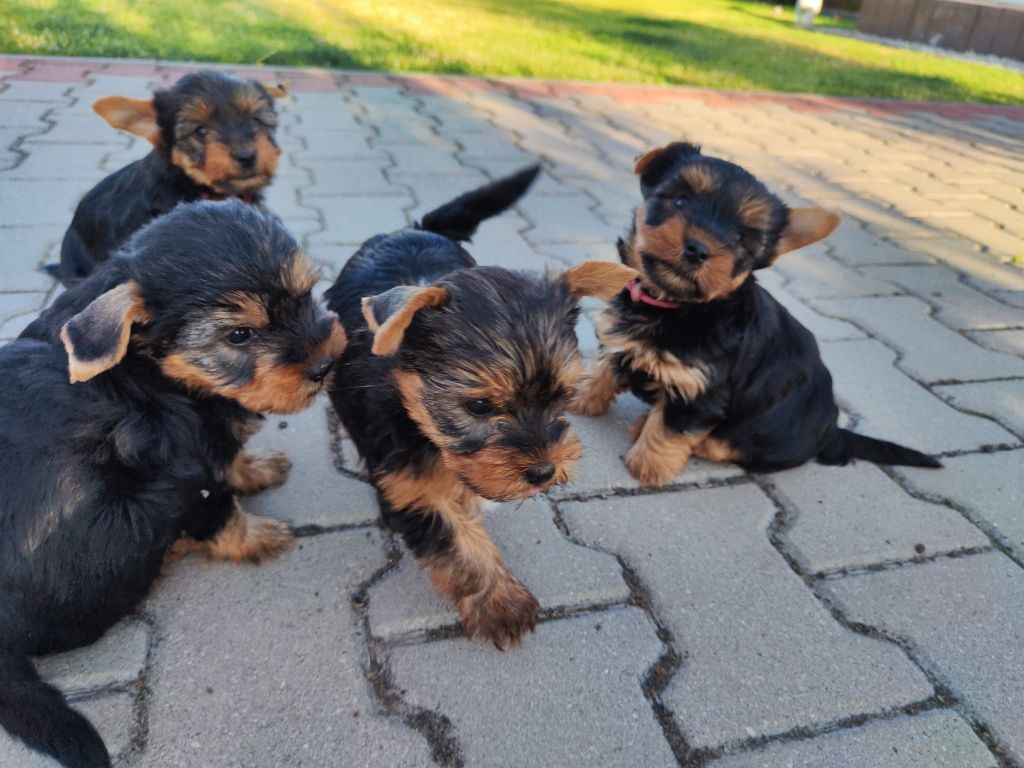 Yorkshire Terrier – szczeniak z rodowodem SWKiPR

Maluch jest już po p