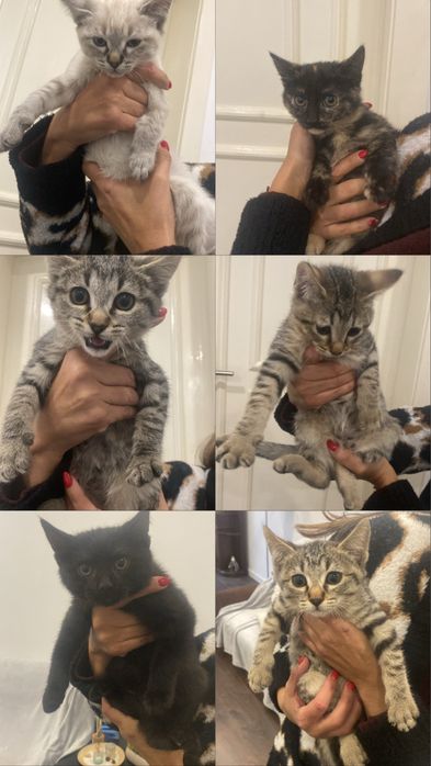 Gatinhos para adoção