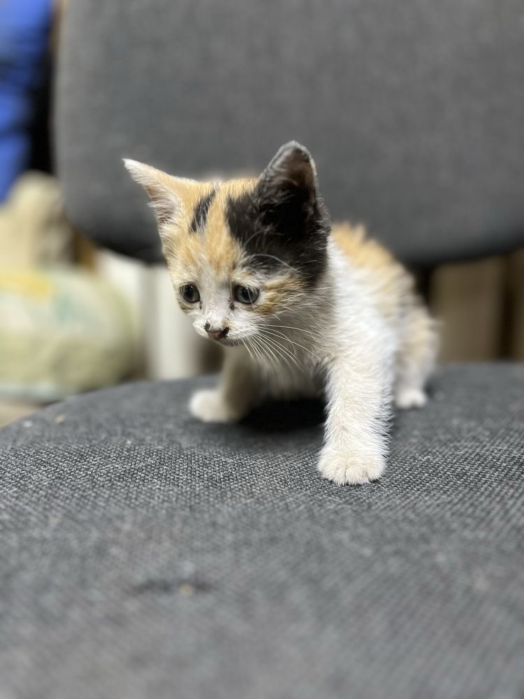Віддамо в добрі руки котиків