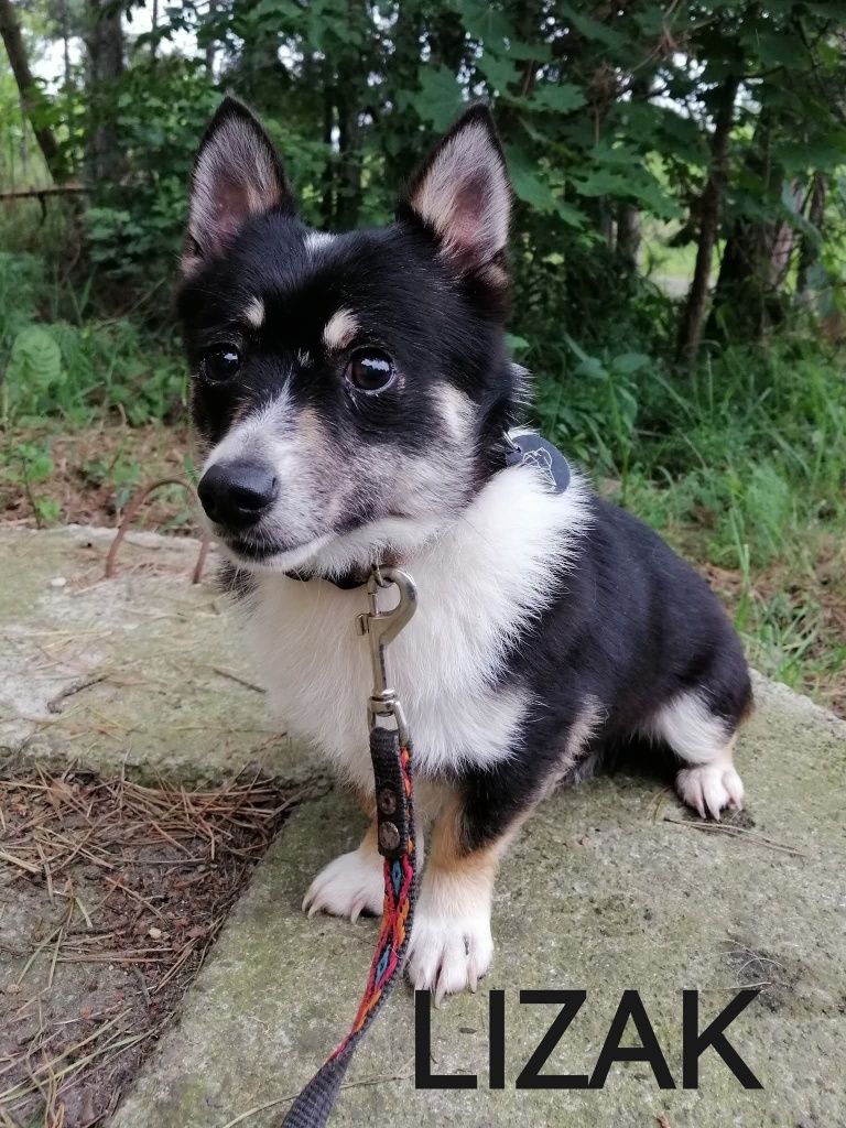 Psy polecają się do adopcji