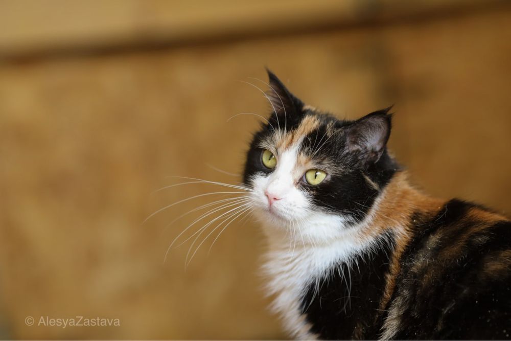 Мерлин, 2 года, кошка, котенок