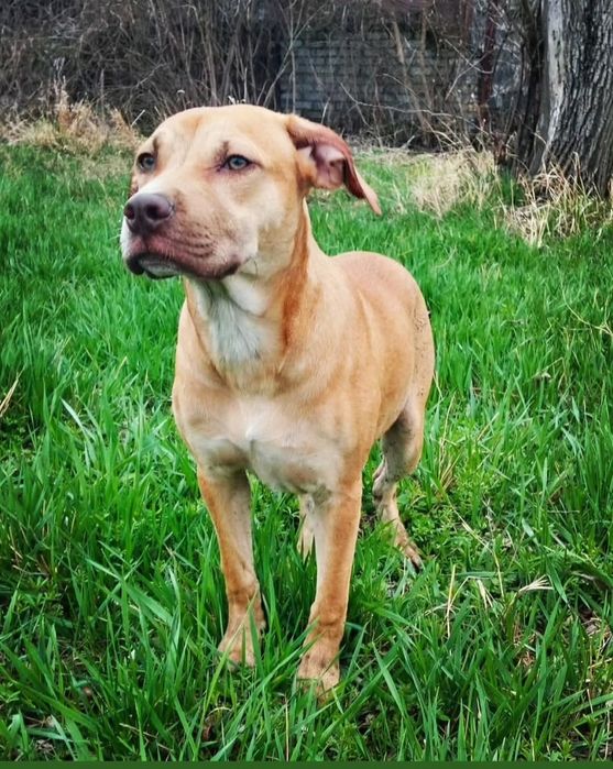 Американський пітбультерьер