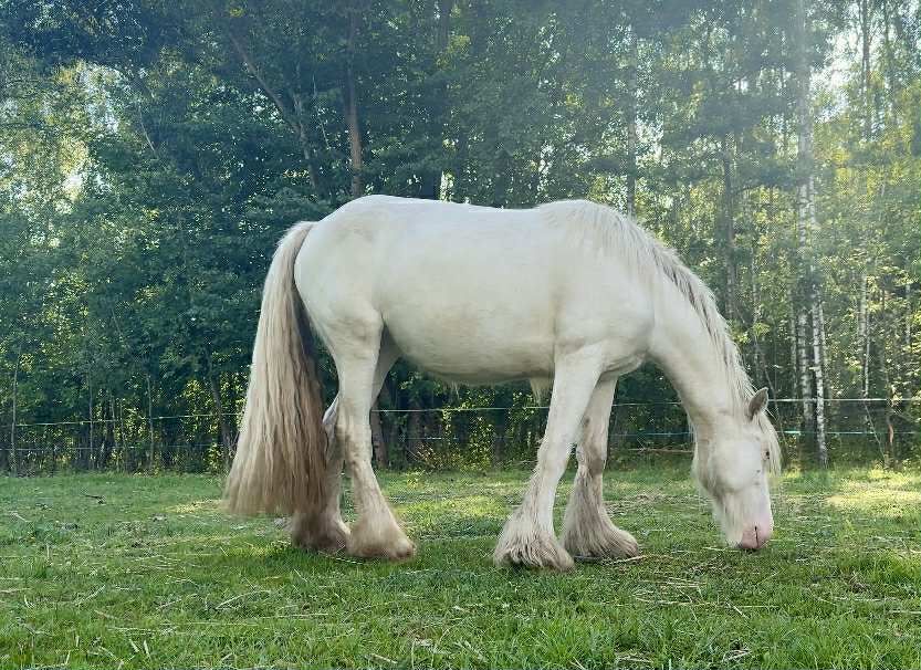 Klacz Tinker/Gypsy cob do hodowlii