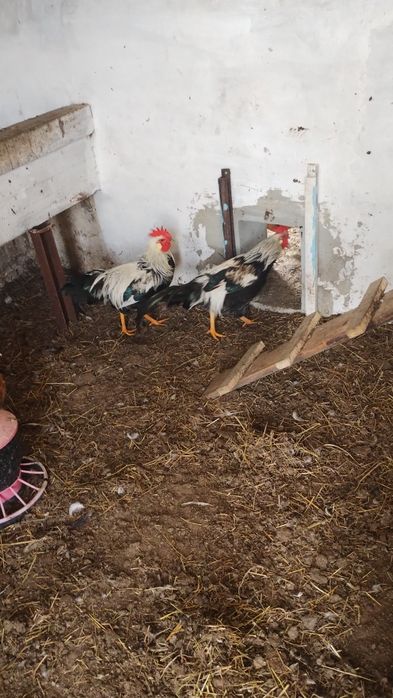 Kogut Włoszka srebrna