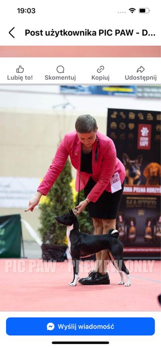 Basenji - rezerwacja szczenięcia po Interchampionach