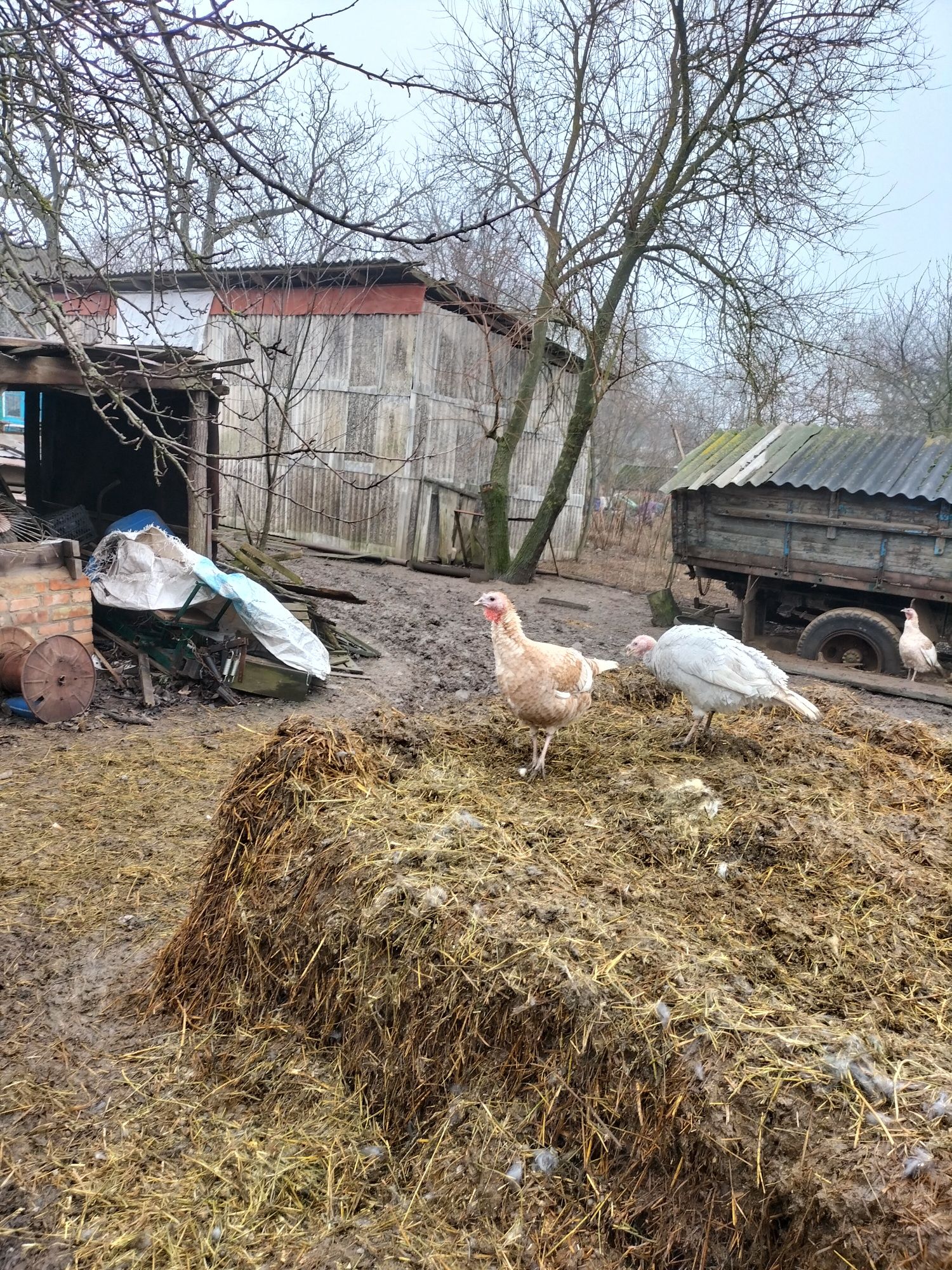 Яйце, яйцо инкубацыонное, інкубаційне індик индюка