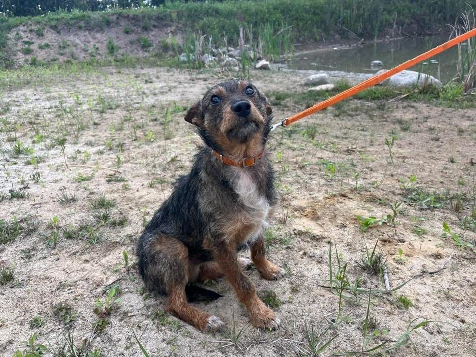 Kochany Tymek czeka na adopcje